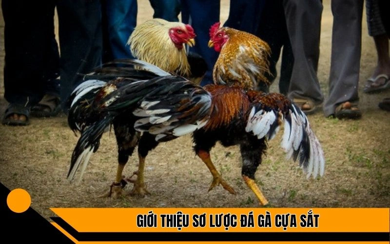 Giới thiệu sơ lược đá gà cựa sắt