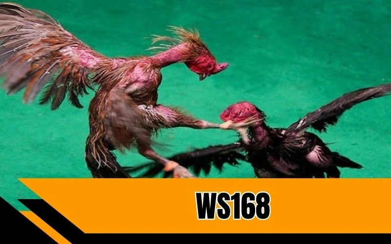 ws168